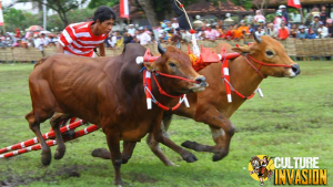 Karapan sapi