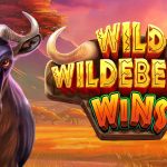 Kaki Liar Hati Pemenang: Wild Wildebeest Wins Merajai Kejuaraan!