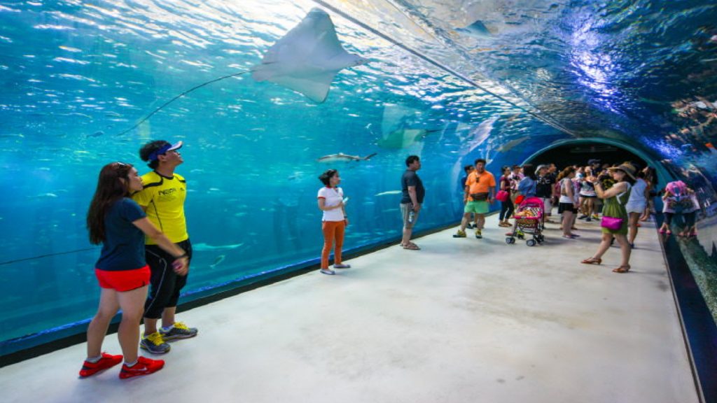 Aqua Planet Jeju: Petualangan Seru di Taman Laut Terindah Korea!