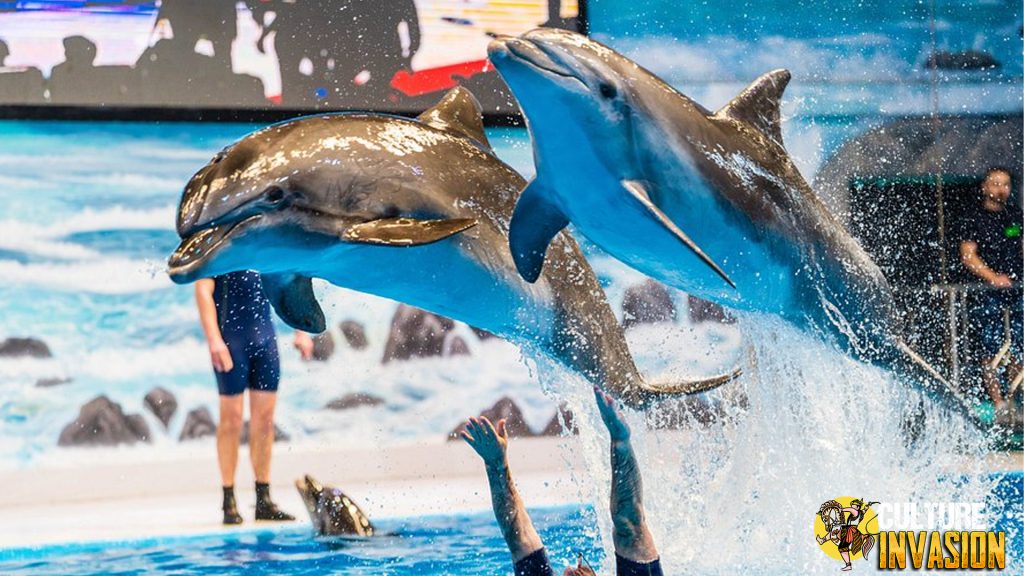 Pesona Dubai Dolphinarium: Atraksi Lumba-Lumba yang Memukau