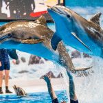 Pesona Dubai Dolphinarium: Atraksi Lumba-Lumba yang Memukau