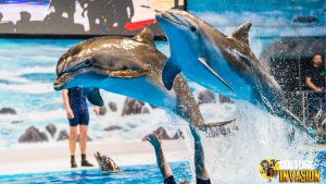 Pesona Dubai Dolphinarium: Atraksi Lumba-Lumba yang Memukau