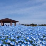 Uminonakamichi Seaside Park Keindahan Tersembunyi di Fukuoka