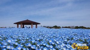 Uminonakamichi Seaside Park Keindahan Tersembunyi di Fukuoka